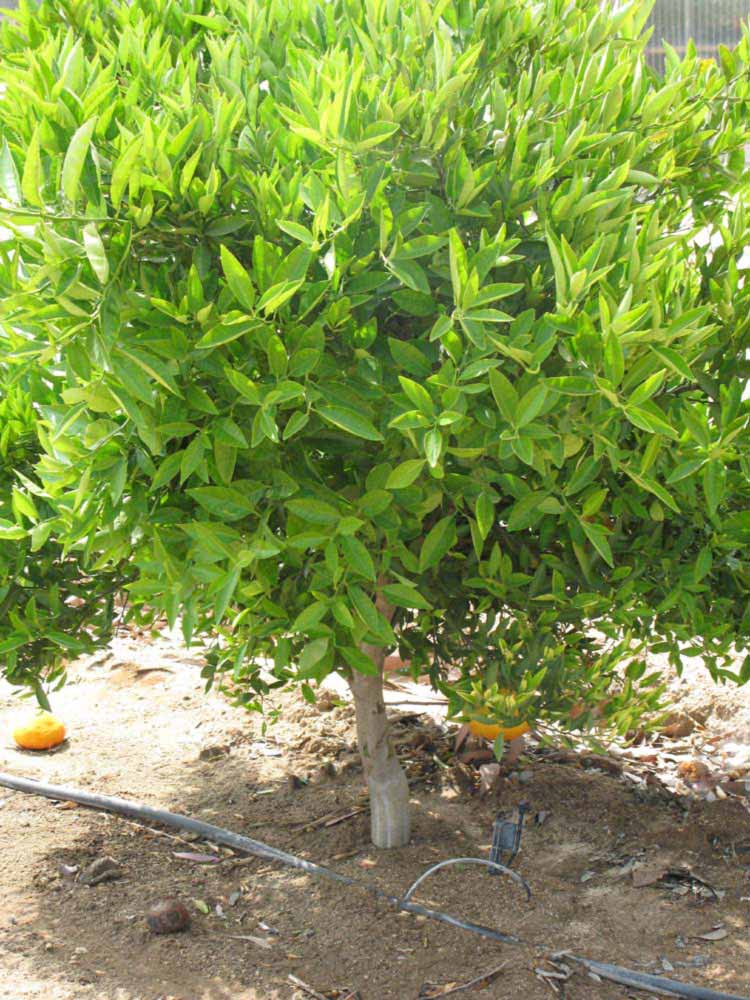            Habit (Riverside, CA)   